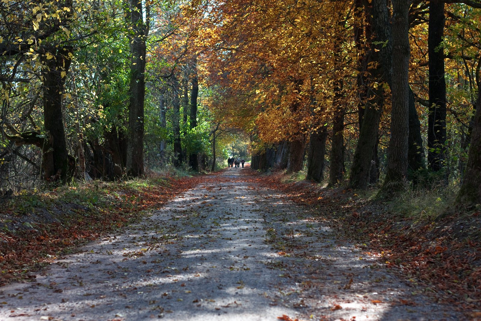 Indian Summer im Harz – Tour 3 Schierke, Steinerne Renne Oberharz